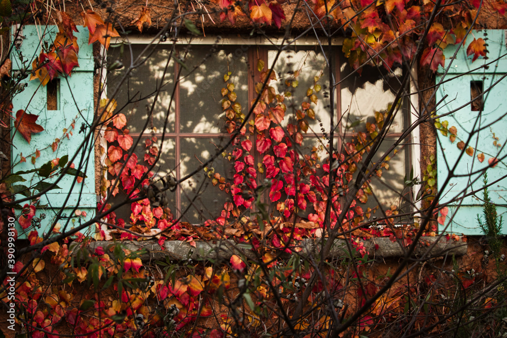 Verlassen - Altes Fenster bewachsen mit bunten Blättern