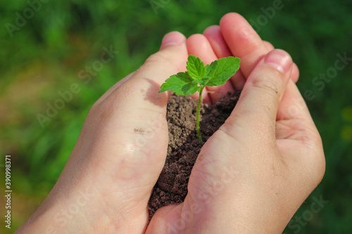 In the hands of trees growing seedlings.