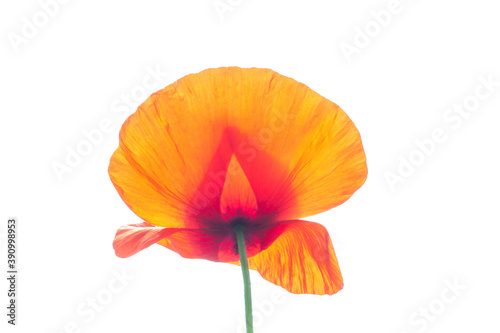 Red wild poppy flower isolated on white background, side view