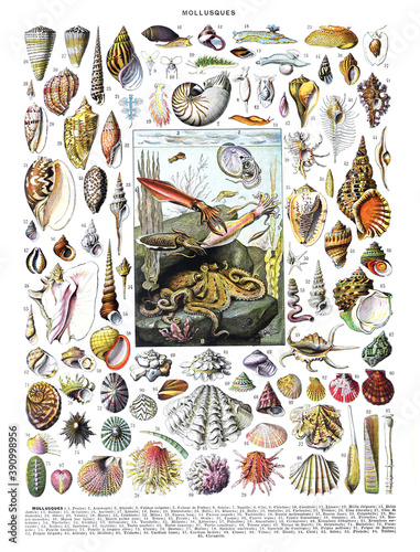 Vintage color Shells fosil collection with names hand drawn / Antique engraved illustration from from La Rousse XX Sciele	 photo
