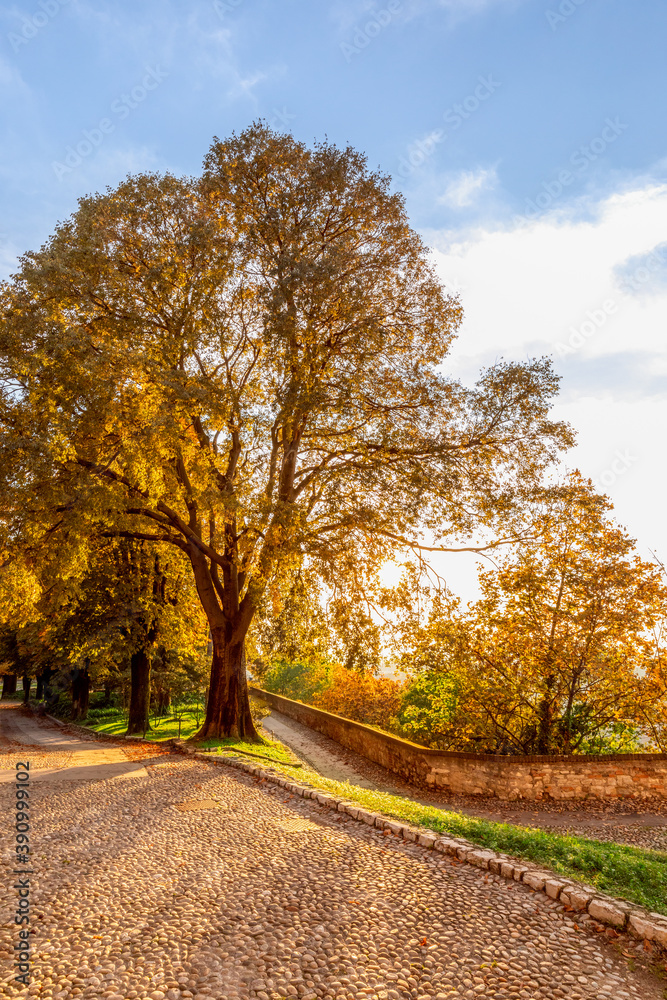 The rays of the setting sun shine through a beautiful autumn tree in the park (Vertical photo) The rays of the setting sun shine through a beautiful autumn tree in the park (Vertical photo)