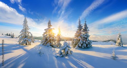 Winter landscape panorama with fir trees in the snow
