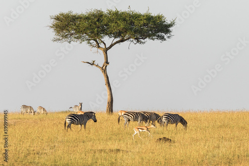 Zebras and gazelles at a tree