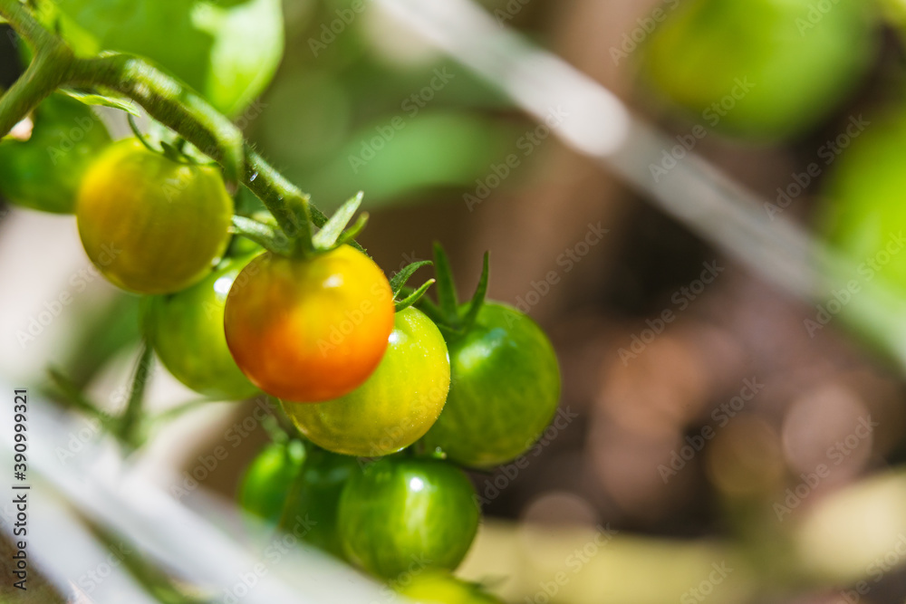 cherry tomato gardening organic mini small tomato close up