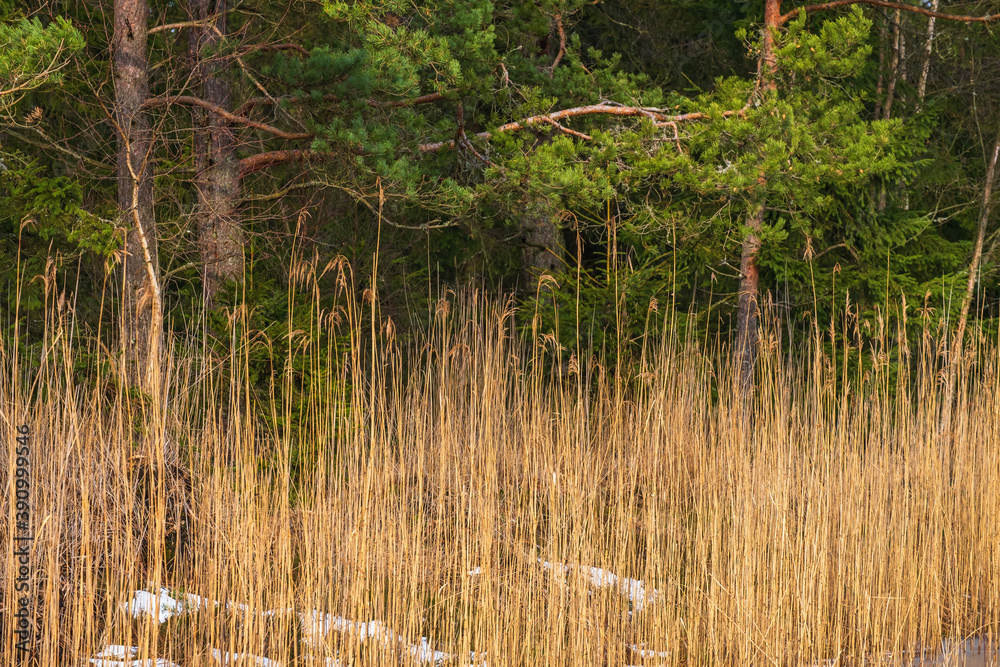 Obraz premium Reeds at a woodland with snow spots