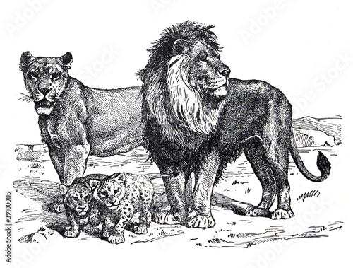 Vintage Lion family hand drawn / Antique engraved illustration from from La Rousse XX Sciele	 photo