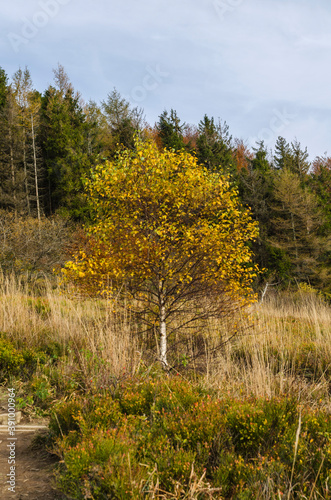 Fototapeta Naklejka Na Ścianę i Meble -  Las - Bieszczady 