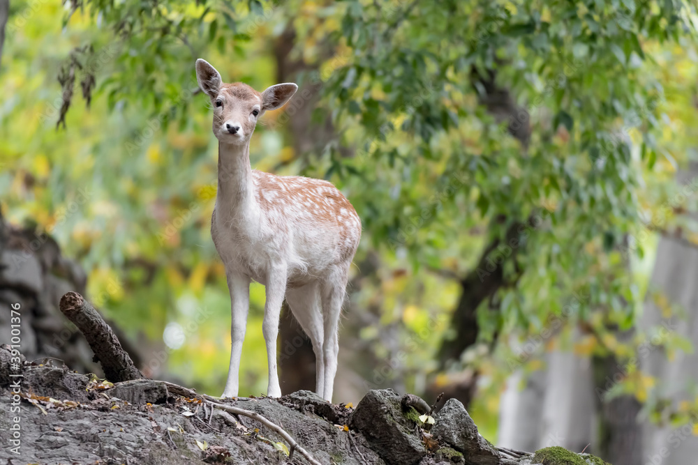 Beautiful portrait of Fallow deer in the autumn forest (Dama dama) Beautiful portrait of Fallow deer in the autumn forest (Dama dama)