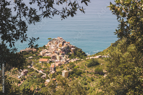 Corniglia dall'alto cespugli
