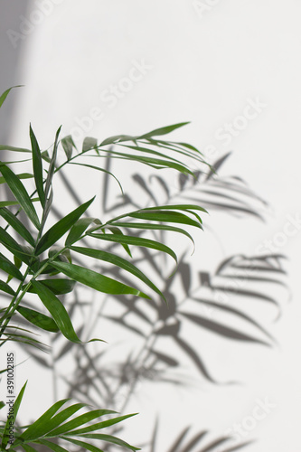 Palm leaves and shadows on a white wall.Beautiful exotic nature background in neutral colors.Sunny day.Minimal  stylish  trendy concept.copy space