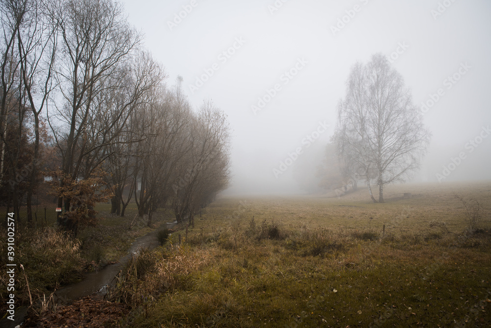 morning meadow with the tree standing isolated hidden in the autumn fog morning meadow with the tree standing isolated hidden in the autumn fog