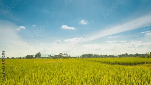 Beautiful green cornfield with fluffy clouds sky background.