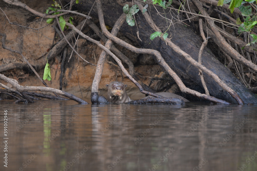 Giant otter Giant otter