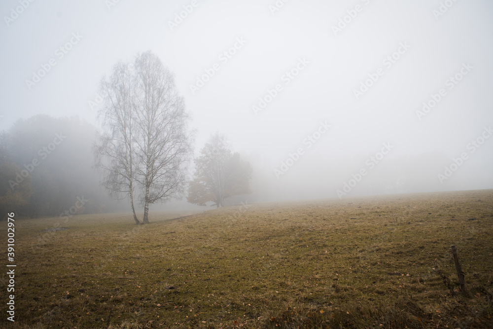 morning meadow with the tree standing isolated hidden in the autumn fog morning meadow with the tree standing isolated hidden in the autumn fog