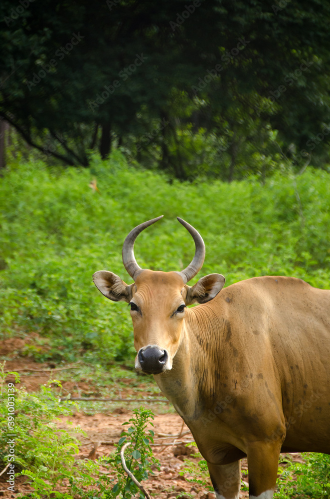 Banteng (Bos javanicus) or southeast asian bull Banteng (Bos javanicus) or southeast asian bull