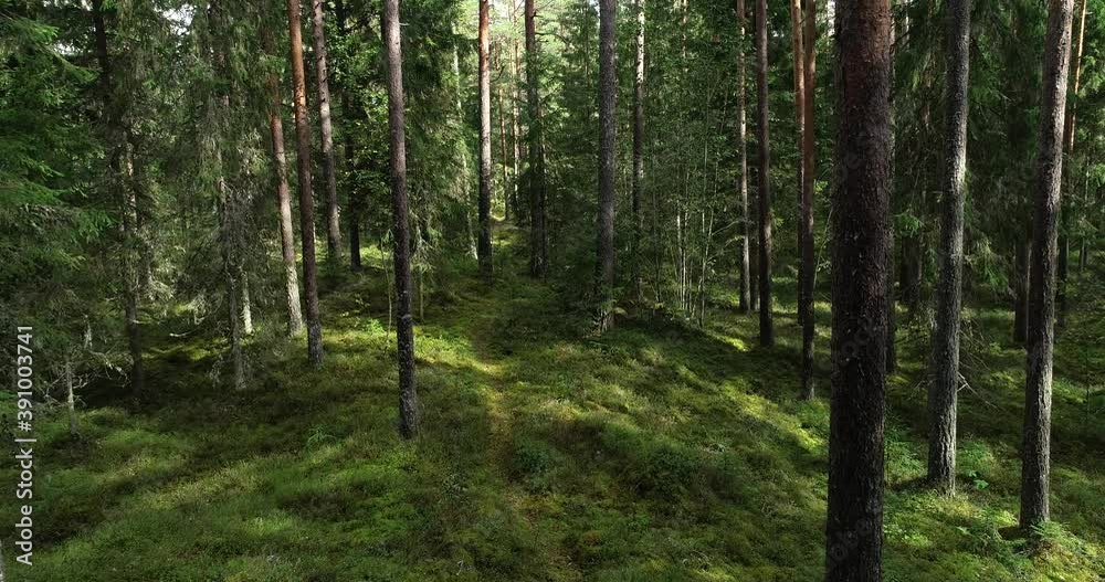 Motion through an old pine grove in Estonian boreal forest in Northern Europe during late summer. Motion through an old pine grove in Estonian boreal forest in Northern Europe during late summer.