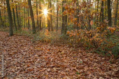 sun rays in an autumn forest before sunset