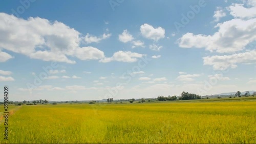 Beautiful green cornfield with fluffy clouds sky background.