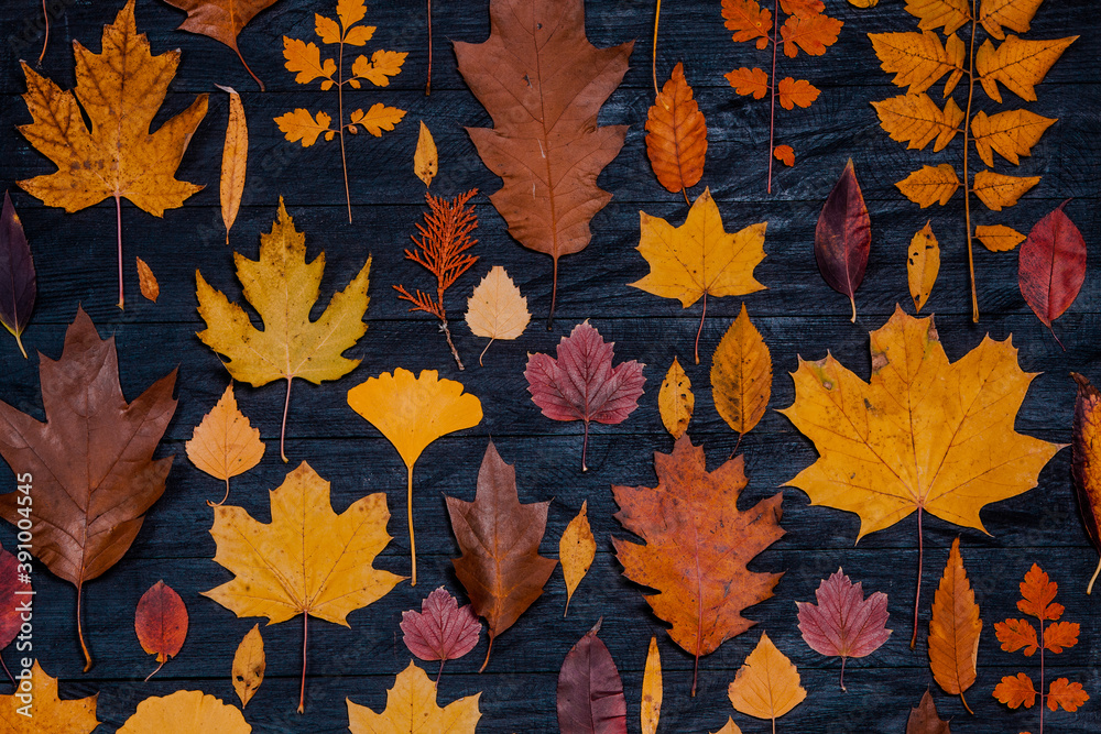 Yellow autumn maple leaves compositions. Autumn concept with red-yellow leaves background. Bright colorful leaves Yellow autumn maple leaves compositions. Autumn concept with red-yellow leaves background. Bright colorful leaves