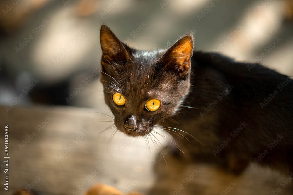 Black Cat outdoors close up photo