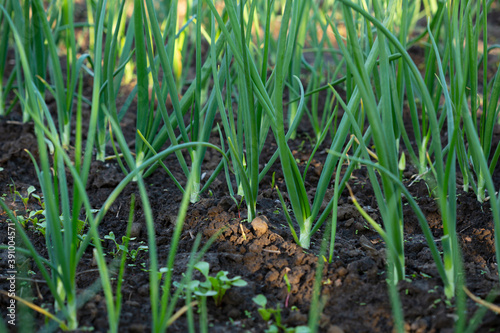 Green onion grows in the organic garden