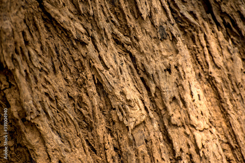 Close up of rough tree trunk texture background.