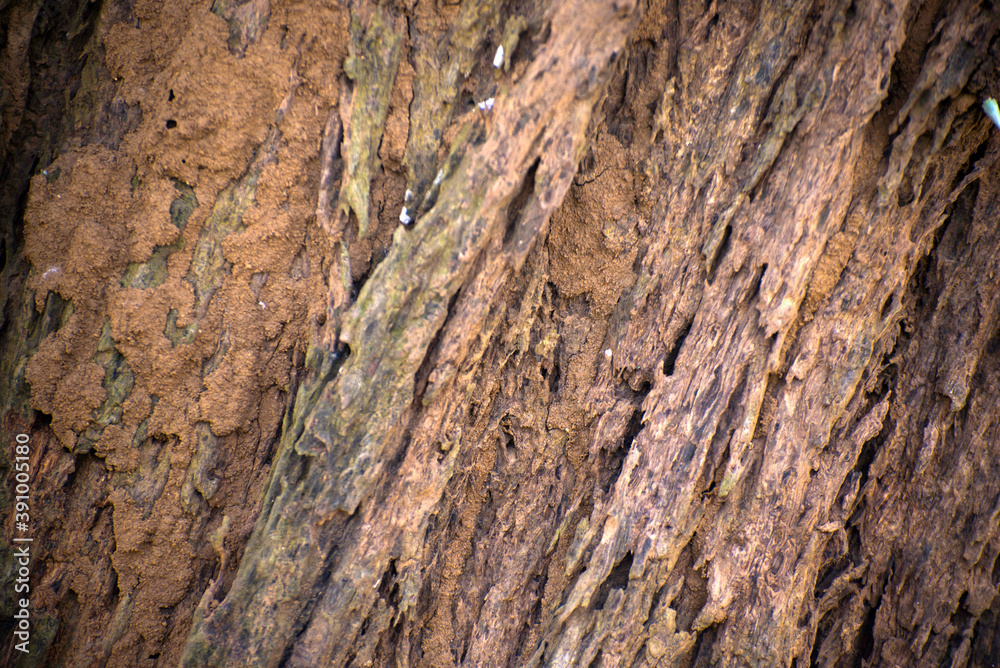Close up of rough tree trunk texture background.