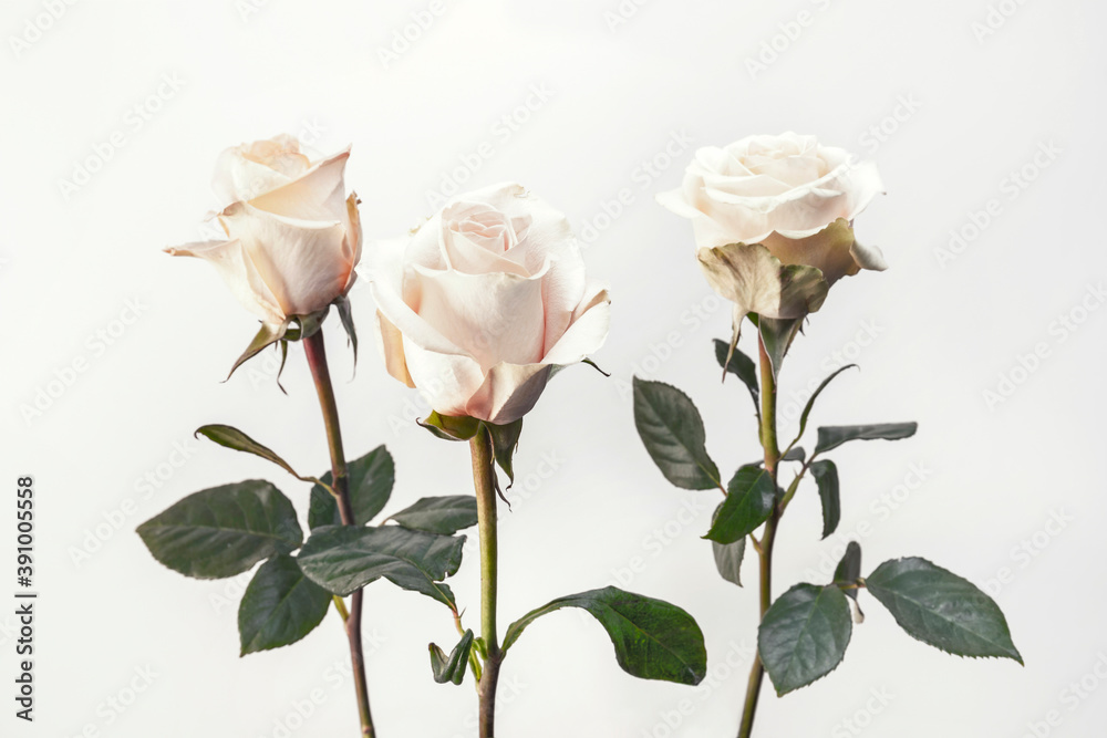 Obraz premium Delicate roses and soft colors, close-up