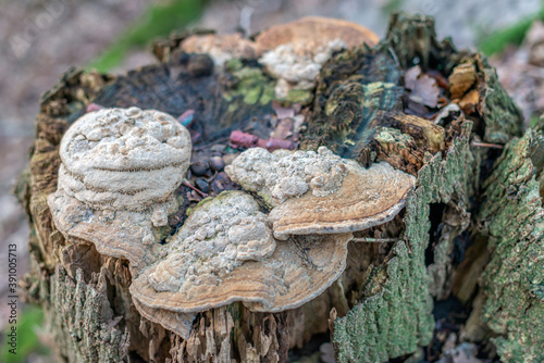 Tinder fungus growing on top of a rotten tree trunk. The photo was taken in a Dutch forest in wintertime. © Ruud Morijn
