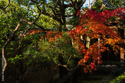 日本 京都、桂春院の庭園と紅葉