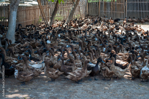 A herd of ducks on the farm