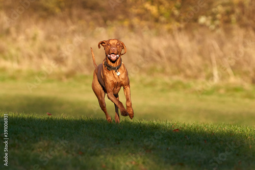 A young Visla running in the soft Autumnal golden light