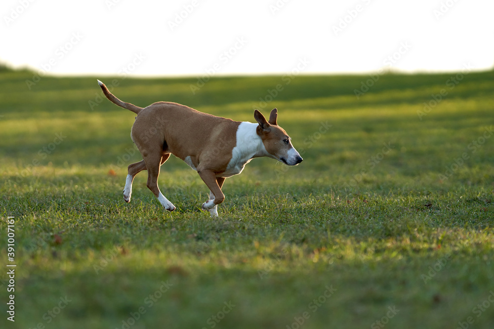 A bull terrier explores a park A bull terrier explores a park