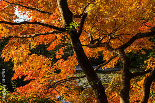 日本 京都、龍安寺の鏡容池と紅葉