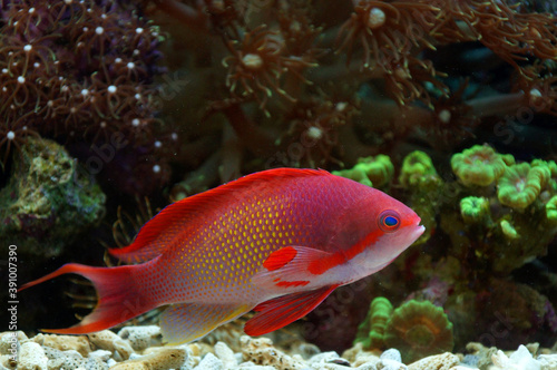 The Indo Lyretail Anthias (Male)