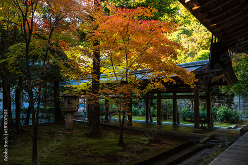 日本 京都、龍安寺の苔庭と紅葉