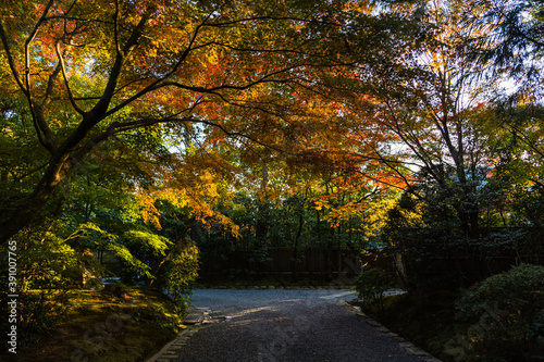 日本 京都、龍安寺の参道と紅葉