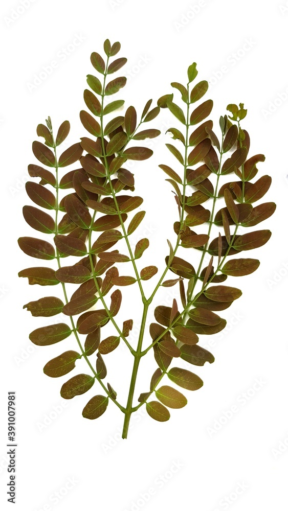 The leaves are naturally occurring. Softwood Can use wood to make furniture The leaves are naturally occurring. Softwood Can use wood to make furniture