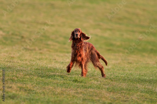 A red setter running about in a park
