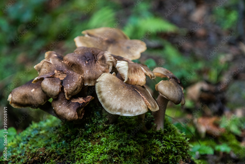 Setas de monte Setas de monte