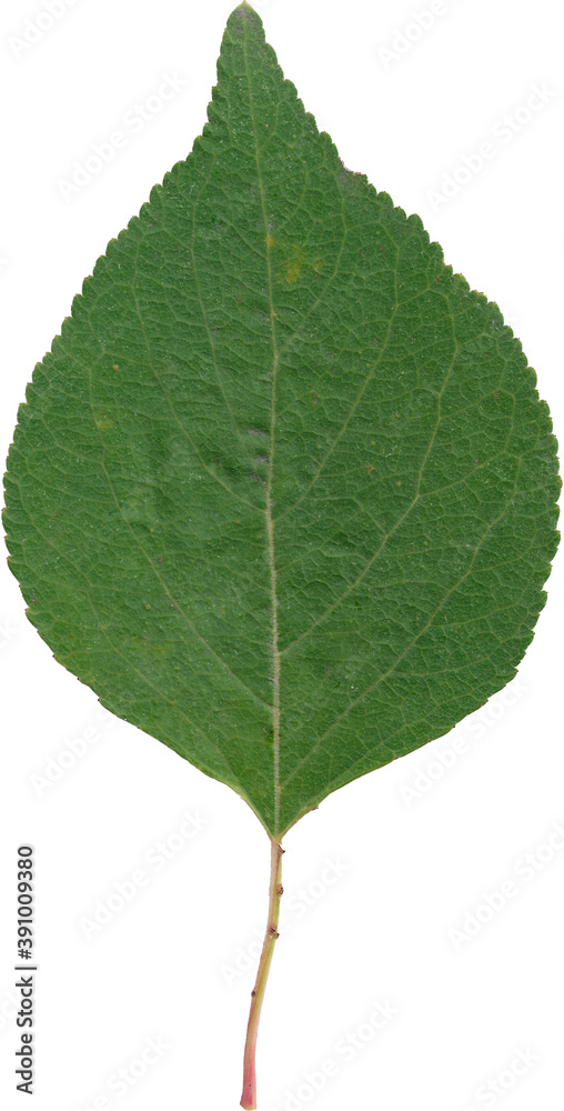 Fototapeta premium green leaf isolated on white