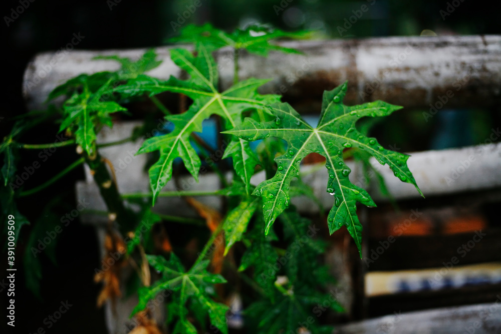 plant in the garden