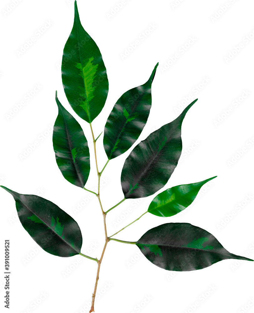 Obraz premium green leaves isolated on white background