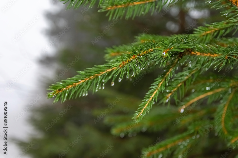 a fir branch in close-up a fir branch in close-up