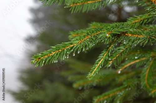 a fir branch in close-up