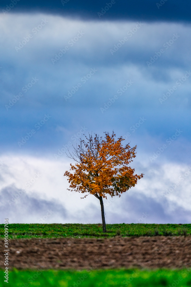 Obraz premium alone tree in the field
