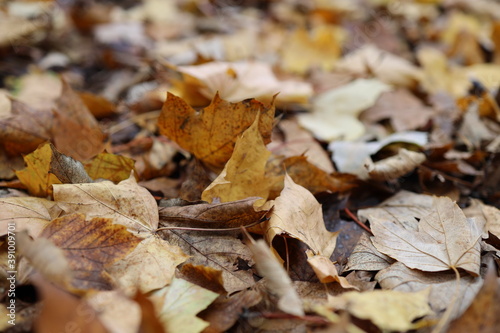 verwelkte bunte Baumblätter auf der Wiese im Herbst 