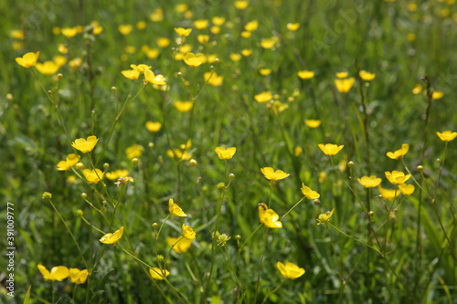 Yellow buttercups in the meadow. Blurred background. 