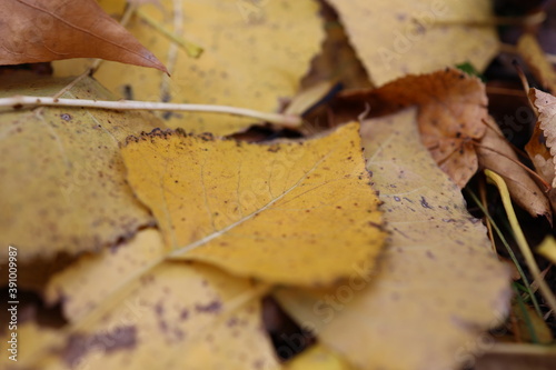 verwelkte bunte Baumblätter auf der Wiese im Herbst 