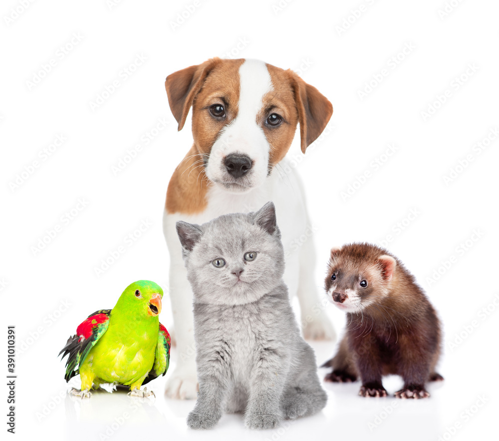 Group of pets together in front view. Isolated on white background